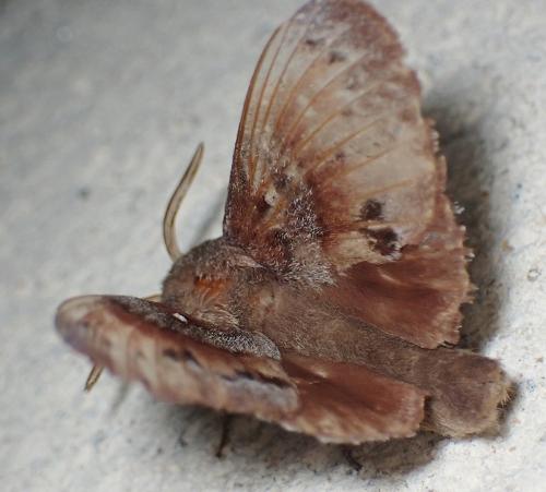 Réf. 344 610 : Dendrolimus pini
